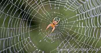'Strong scent' that keeps spiders out of gardens