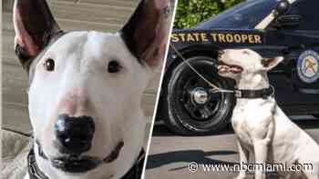 Florida Senate passes Trooper's Law, named for dog abandoned during Hurricane Milton