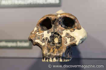 Leopard Dined on the Shortest-Ever Early Human Relative, 2 Million Years Ago