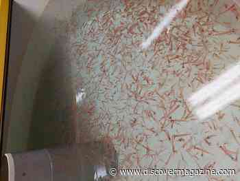 The Scent of Penguin Poo Causes Krill to Zigzag Away