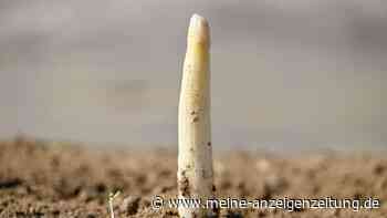 Erster Spargel gestochen - geringe Mengen