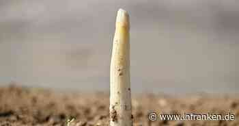 Erster Spargel gestochen - geringe Mengen