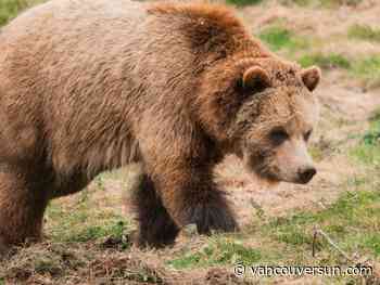 Orphaned bear triplets get new larger enclosure at Greater Vancouver Zoo