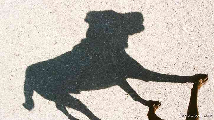 Texas dogs: The most popular breeds in Lone Star State cities