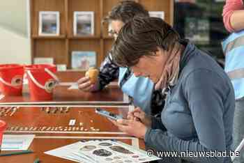 Ruim 1.400 deelnemers voor achtste editie van Grote Schelpenteldag: “60.000 schelpen gevonden”