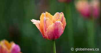 The 5 senses of spring: How climate change is shaping our seasonal experience