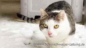 Katze Enya blieb im Tierheim Salzgitter als einzige zurück