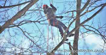 New home extensions, tree works and more in Greenwich plans