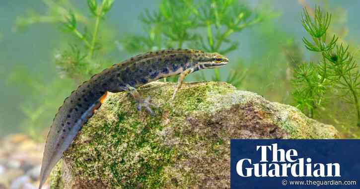Young country diary: Here are the latest newts reports! | Bea