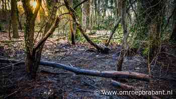 112-nieuws: kat laat zich niet vangen • bosbrandje is snel geblust