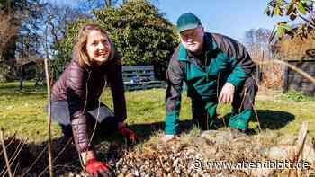 Garten-Idee für Anfänger: In 5 Schritten zum blühenden Steinbeet