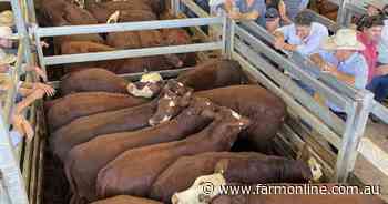 Cattle prices drifting down; most of that is supply-driven not tariff talk