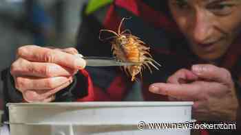Nieuwe diepzeedieren bij Antartica per toeval ontdekt door wetenschappers