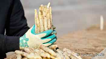 Kleinere Mengen im Verkauf: Spargelbauern eröffnen Saison - so hoch sind die Preise
