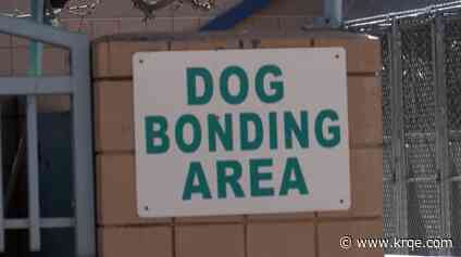 'Home Team' adoption event happening at Animal Welfare