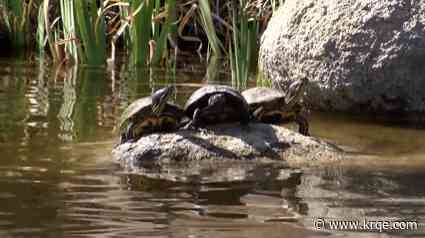 Urban Wildlife Fiesta celebrated at ABQ BioPark Zoo