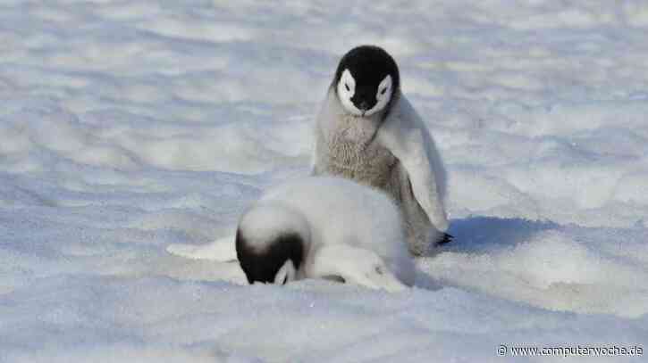 Die wichtigsten Linux-Befehle für Einsteiger