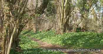 Try this 4.5 mile Dorset walk where five medieval roads meet