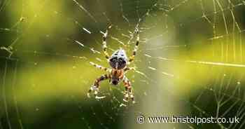 'Little known' light bulb swap can stop spiders hanging around your garden