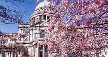 The best places you can see Cherry Blossom trees in London listed