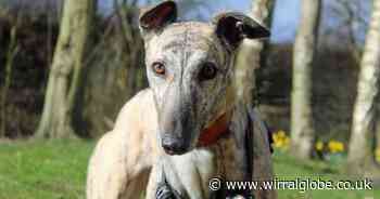 'Gorgeous' Tara needs your help to find forever home