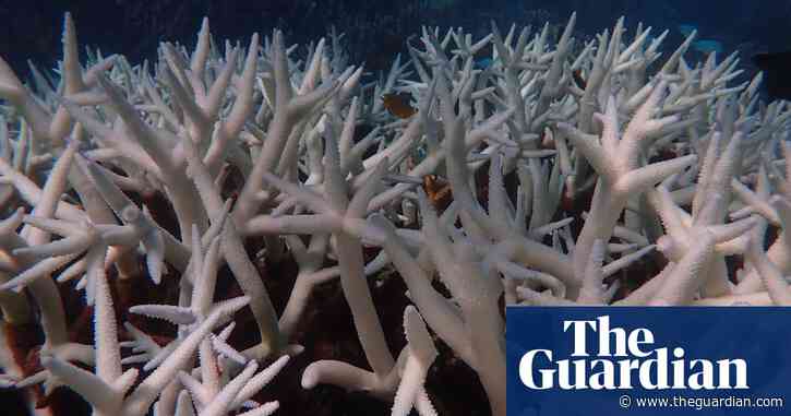 Ningaloo and Great Barrier Reef hit by ‘profoundly distressing’ simultaneous coral bleaching events