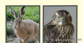 A Hare, a Fox, an Owl, a Snail: Animal Memoirs Are Going Wild