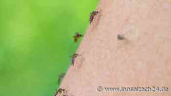 Mücken-Invasion legt beliebten Urlaubsort in Italien lahm