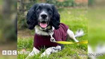 Rescue dog Reggie 'loves' drug recovery role