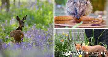 RSPCA urges Brits to do this one thing to prevent ‘distressing’ wildlife incidents