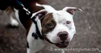 Forget Being Mauled by a Pit Bull - This Man Was Shot by a Pit Bull