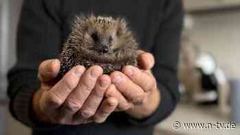 4000 Tiere verarztet: Dottore Vacchetta betreibt einzigartige Igel-Klinik
