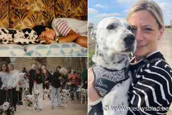 Kinderdroom van Liesbeth (42) komt na 30 jaar dan toch uit: “Liefst 133 dalmatiërs! Ik kon de tranen niet bedwingen”