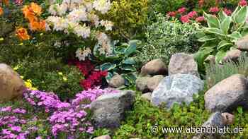 Profi gibt Tipps für Anfänger: 5 Schritte zum blühenden Steinbeet