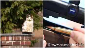 Jagd auf Haustiere: Über 2500 Katzen in deutschem Bundesland geschossen – und in Rosenheim?