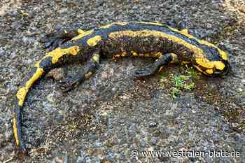 Populationen von Feuersalamandern und Molchen im Kreis Herford gefährdet