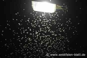 Wie intelligent sind Werthers Straßenlaternen?