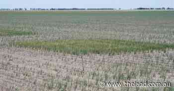 A sodicity fix might be the solution to improving some soil | Down to Earth