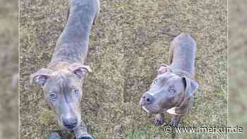 Erst sechs Monate alt: Tierheim Nürnberg sucht Zuhause für zwei Welpen – außerhalb von Bayern