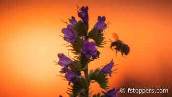 How to Capture Stunning Spring Flower Photos