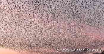 Incredible spectacle over Welsh island lures people from miles around with one nightmare for locals