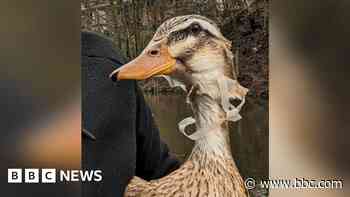 Litter endangering region's wildlife, warns RSPCA