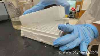 For the first time, USF researchers identify viruses in red tide blooms