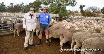 'Hard to fault' ewes have back-to-back success at flock ewe championships