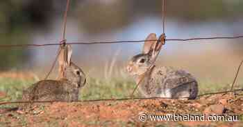 Hope on the horizon: rabbit control update shows promising developments