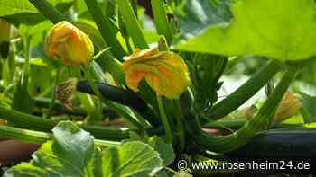 Vom Balkon in die Küche: Drei Schlüssel für die erfolgreiche Zucchini-Ernte