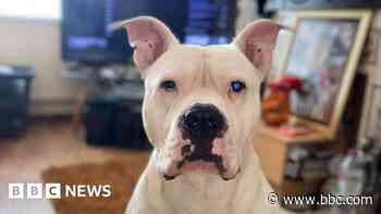 Owners shocked as dogs seized for XL bully checks