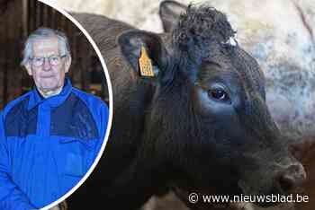 Boeren met zieke koeien wijzen naar 100 jaar oude chemische fabriek in kanaalzone: “Ik verloor de helft van mijn veestapel”