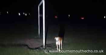 Dog found malnourished and tied to  a lamppost: 'It was horrible to see'