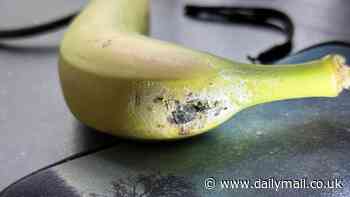 South American SPIDER arrives in the UK: Egg sac from venomous arachnid hitches a ride on a bunch of Aldi bananas